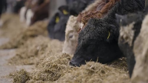 Cattle Eating Hay Together Inside a Rural Farm