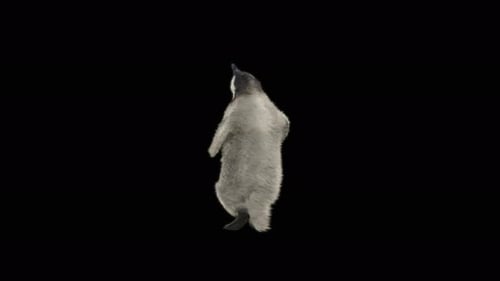 Penguin Dancing 4K
