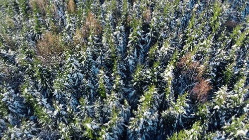 Winter Forest
