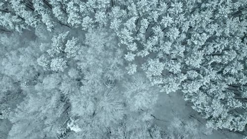 Snow Covered Forest Tree Tops In Winter