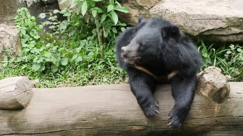 Asian black bear