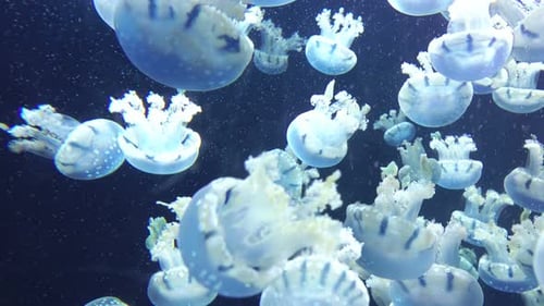 Swarm of Jellyfish Floating Gently in Blue Water