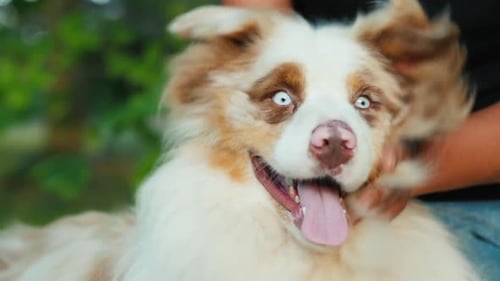A Man Plays Funny with His Dog, Shakes His Head.