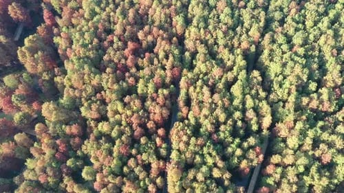 Autumn forest