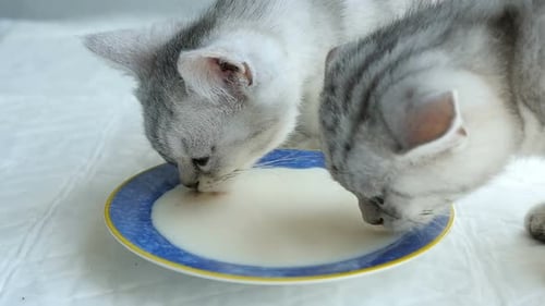 Two Adorable Kittens Drinking Milk Indoors