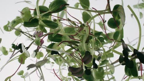 Fresh Microgreens Growing in a Bright White Setting