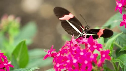 Butterfly World 40