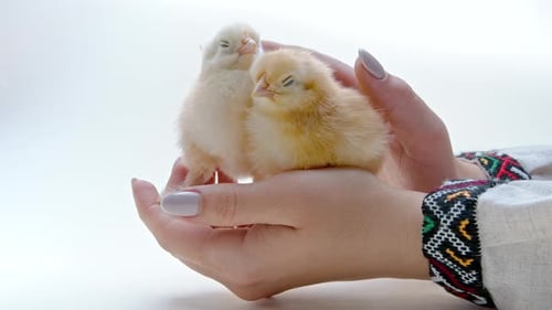 Adorable Chicks Held Gently in Caring Hands