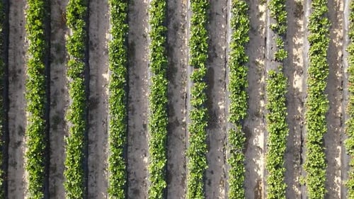 Aerial Planted Strawberry Field