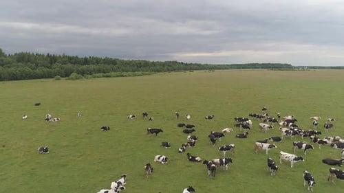 Cows Grazing Peacefully in Expansive Green Field