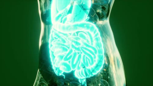 Futuristic Digital Scan of Glowing Human Digestive Organs