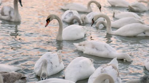 eine Gruppe von Schwänen schwimmt um den Fluss
