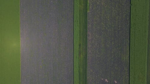 Lavender Field with Blooming Flowers Aerial View Drone Purple Field Summer Sun