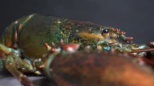 Lobster 29