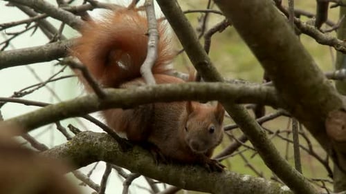 Red Squirrel Standing on the Branch