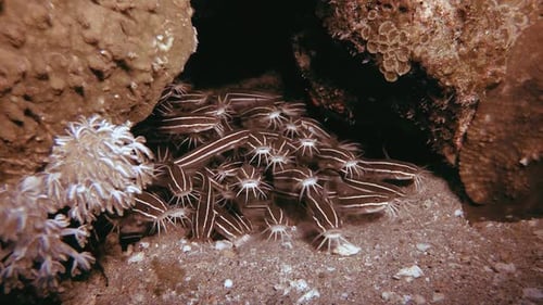 Underwater Catfish Tidying Up