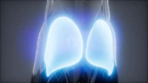 3D Animation of Gluteal Muscles in Human Body Scan