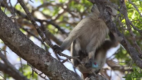 Monkeys Sitting in Tree Scratching