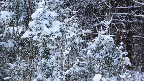 Winter Forest 17