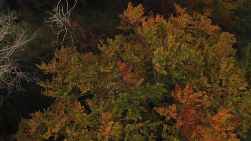 Flying over the autumn forest