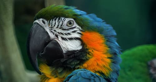 Wunderschöner Ara, Papagei, Vogelauge, Nahaufnahme, Tropische Natur, Farbe