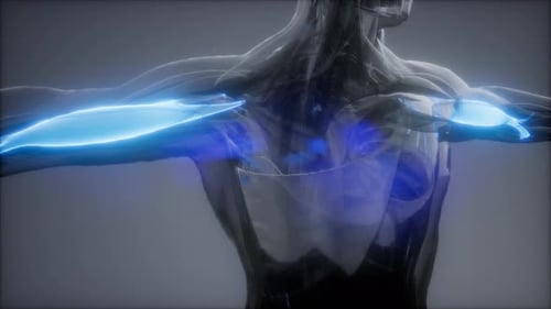 3D Human Anatomy Animation of Biceps Muscles Contracting and Relaxing