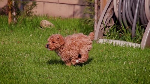Small Puppy Running on Green Grass in Yard