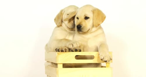 Gelber Labrador Retriever, Welpen spielen in einer Box auf weißem Hintergrund, Normandie, Zeitlupe 4K