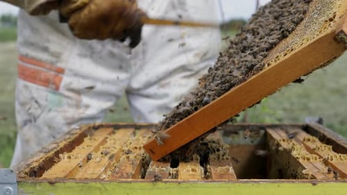 Beekeeper is working with bees and beehives
