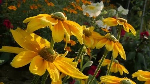 Garden full of Rudbeckia hirta Irish Spring flower 4K 3840X2160 30fps UltraHD footage - Orange Rud