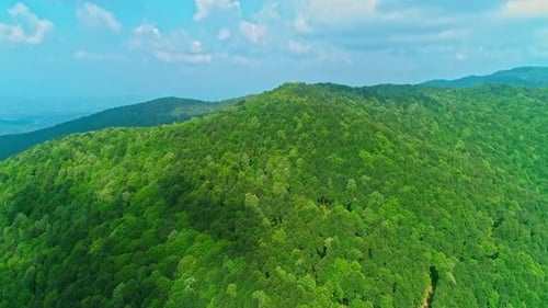 Aerial Drone Forest (4K)