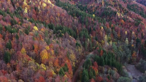 Aerial Images With Wild Forest In Autumn.