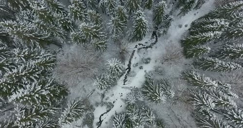 Aerial View of a Frozen Forest with Snow Covered Trees at Winter. Flight Above Winter Forest in