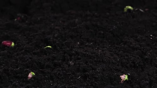 Seeds Sprouting From Dark Rich Dirt