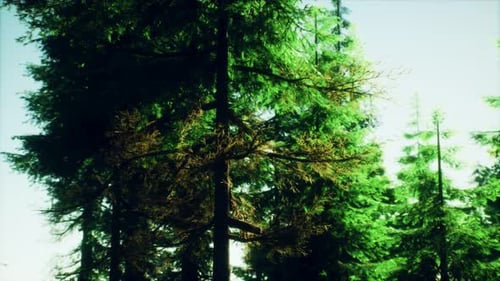 Green Cone Trees in Bright Sun Light