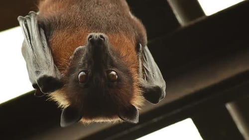 Murciélago zorro volador indio