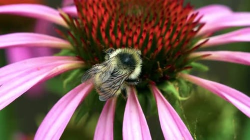 Bumblebee Crawling on Colorful Flower in Summer