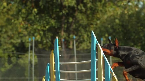 Doberman Pinscher Leaps Over Barrier on Agility Course