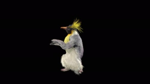 Penguin Dancing 4K