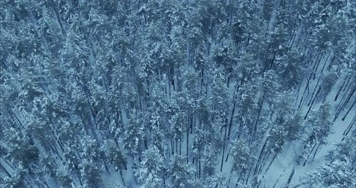 Aerial View the Copter is Flying Over the Winter Snowy Forest