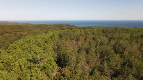 Aerial View of Forest Meeting the Sea