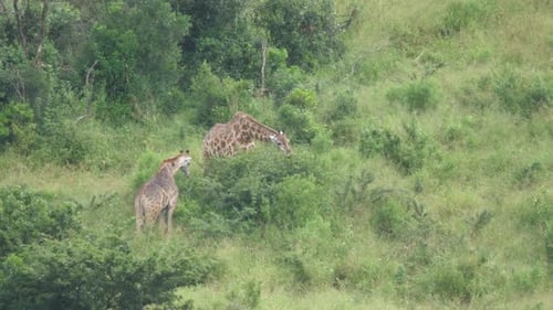 Zwei Giraffen fressen von einem Baum
