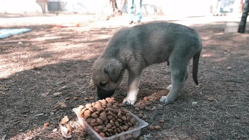 stray dogs