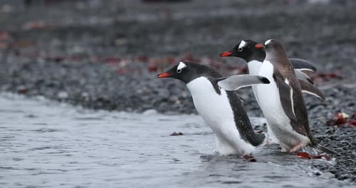 SLO MO MS TS Drei Gentoo-Pinguine (Pygoscelis papua) kommen auf Half Moon Island/Antarktis ins Wasser