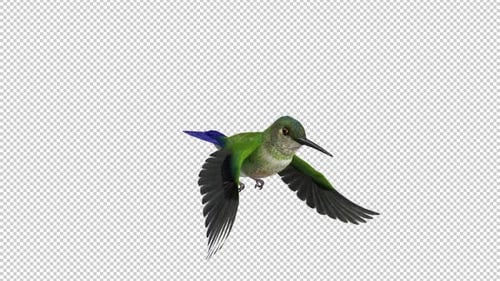 Sunangel Hummingbird - Fliegende Schleife - Seitenwinkel CU - Alpha-Kanal