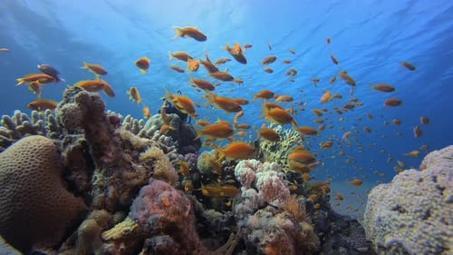Underwater Happy Orange Fish