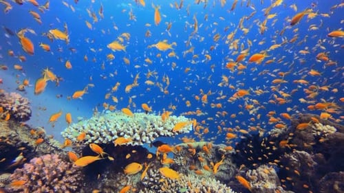 Underwater Colourful Tropical Fishes