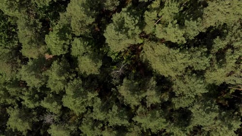Top View of Forest Tree