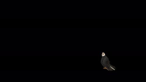Realistic Animated Bald Eagle Taking Off and Flying