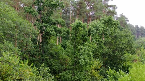 Wonderful forest in summer. Tall green pine trees in woodland. Beautiful nature.